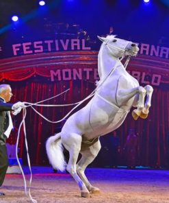 White Horse Performing At A Circus paint by numbers