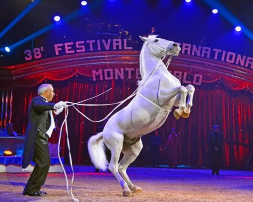 White Horse Performing At A Circus paint by numbers