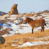 Wild Donkey In The Snow paint by numbers