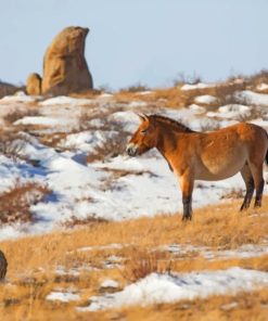 Wild Donkey In The Snow paint by numbers