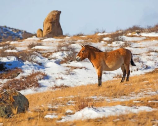 Wild Donkey In The Snow paint by numbers