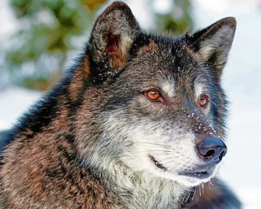 Grey Wolf With Red Eyes paint by numbers