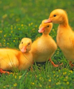 Baby Ducklings On The Grass