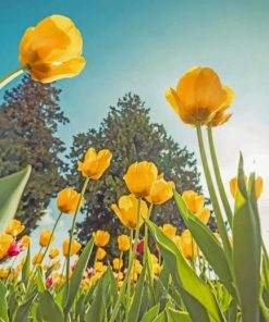 Yellow Tulips From Below paint by numbers