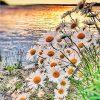 Daisy Field on Lakeside paint by numbers