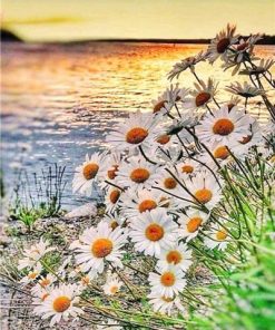 Daisy Field on Lakeside paint by numbers