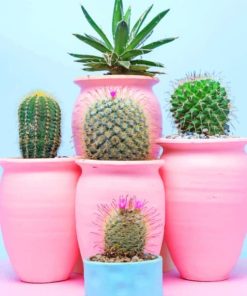 Aesthetic Cactus Paint by numbers