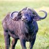 African Buffalo Animal African Buffalo Animal Paint by numbers