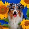 Border-Collie-Dog-paint-by-number-510x407