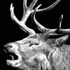 Black And White Elk paint by numbers