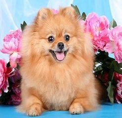 Brown Dog Pomeranian paint by numbers