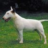 White Bull Terrier paint by numbers