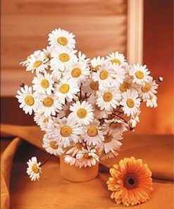 Marguerite Daisy paint by numbers