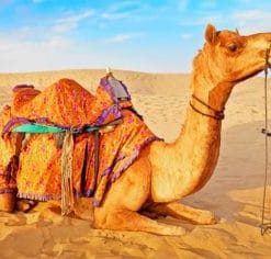 Camel In Desert paint by numbers