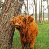 Cute Brown Highland Cow Paint by numbers