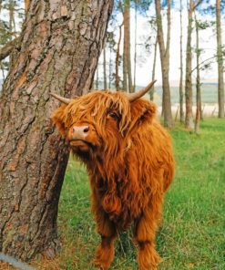 Cute Brown Highland Cow Paint by numbers