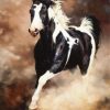 Black White Horse Paint by numbers