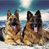 German Shepherd Dogs paint by numbers