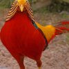 Golden Pheasant paint by numbers