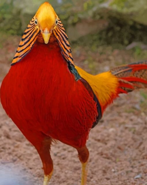 Golden Pheasant paint by numbers