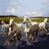 Wild White Horses paint by numbers