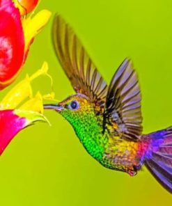 Humming Bird paint by numbers