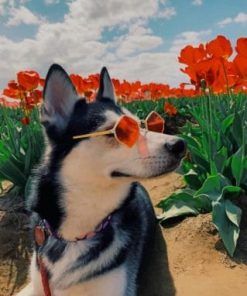 Husky In Poppy Field paint by numbers