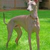 Italian Greyhound paint by numbers