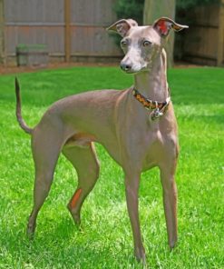 Italian Greyhound paint by numbers