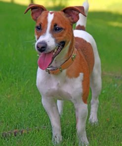 Jack Russell Terrier Paint by numbers