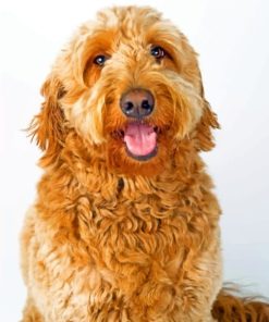 Labradoodle paint by numbers