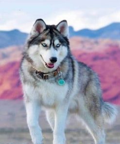 Siberian Dog Husky Animals Paint By Number