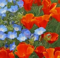 Red and Blue Poppy Flowers