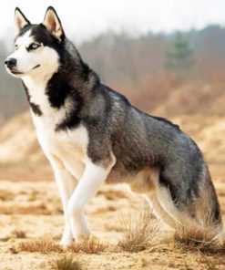 Siberian Husky Dog paint by numbers