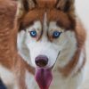 Siberian Husky Paint by numbers