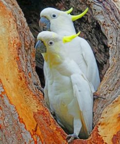 Sulphur Crested Cockatoo Paint by numbers