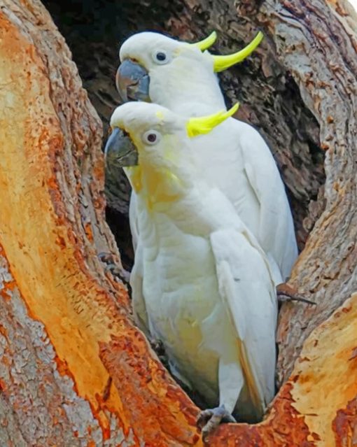 Sulphur Crested Cockatoo Paint by numbers