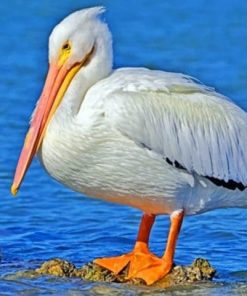 White Pelican Paint by numbers