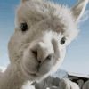 White Adorable Llama Paint by numbers