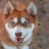 Alaskan Klee Kai Paint by numbers