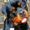 Baby Rottweiler paint by numbers