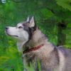 Beautiful Siberian Husky paint by numbers