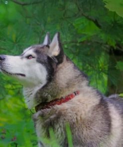 Beautiful Siberian Husky paint by numbers