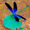 Black And Blue Dragonfly paint by numbers