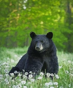 Black Bear paint by numbers