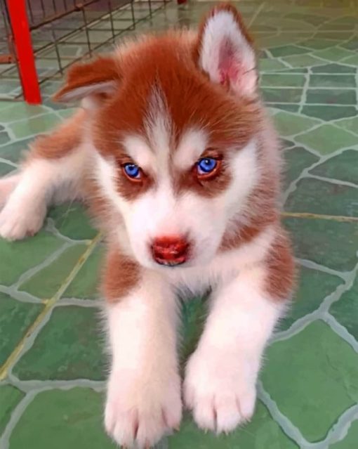 Brown Puppy Husky Paint by numbers