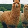 Brown Llamas Paint by numbebrs