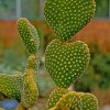 Cactus Heart Shape Paint by numbers