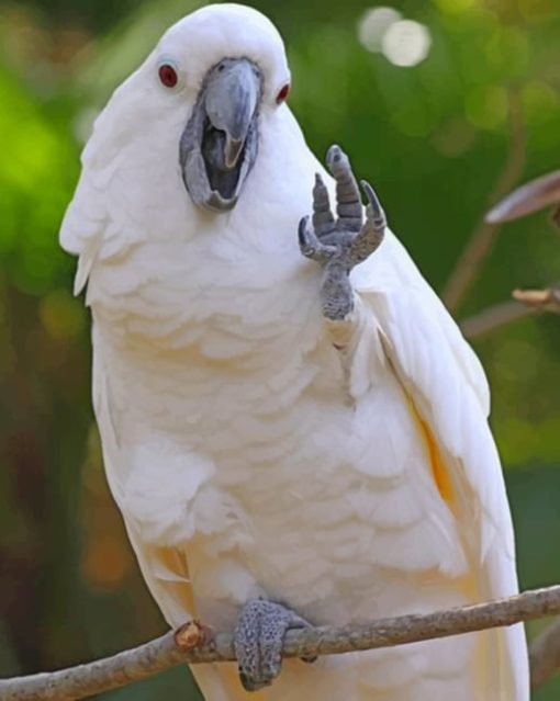 Cockatoo Waving Paint by numbers