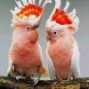 Couple Of Major Mitchells Cockatoo paint by numbers